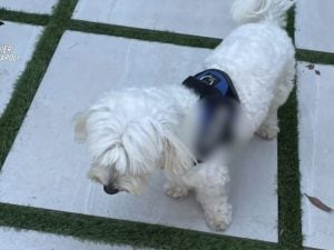 Boss della camorra arrestato grazie al cane: la storia del tradimento che ha portato alla cattura