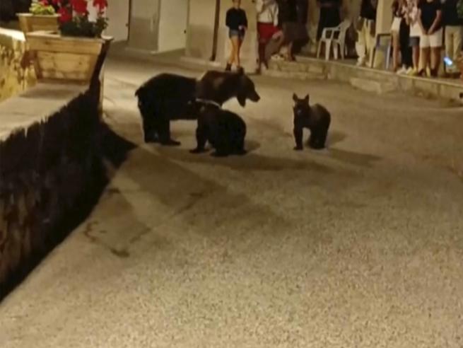 Cuccioli dell'orsa Amarena individuati: appello al Parco e rischio legale per l'uccisore