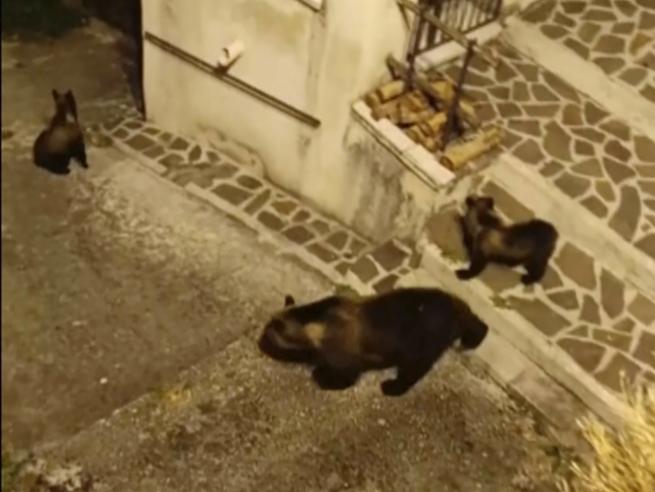 Cuccioli di Amarena in pericolo: il Parco nazionale lotta per salvarli, il WWF denuncia l'uccisione dell'orsa