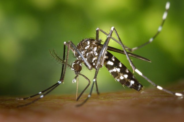 Dengue in Italia: sintomi, diffusione e misure di prevenzione contro la febbre virale