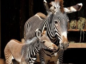Gioiosa nascita nel Bioparco di Roma: una zebra di Grevy per la conservazione della specie