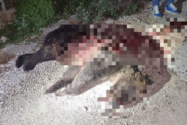 L'orso Amarena ucciso a fucilate in Abruzzo: polemiche sul clima d'odio e la dispersione dei cuccioli