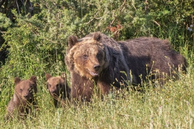 Le speranze di sopravvivenza dei cuccioli dell'orsa Amarena: le rivelazioni dello zoologo Zibordi