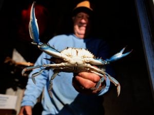 Nuove specie di granchio blu nel Mar Adriatico: una scoperta che svela la fragilità dei nostri mari