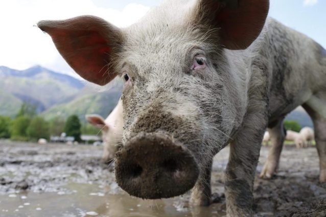 Scandalo nel Pavese: Allevatore e veterinario omessi segnalazione morte 400 maiali, diffusione peste suina