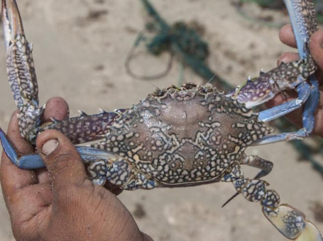 Scoperta una nuova specie di granchio blu in Atlantico, mar Rosso, Oceano Indiano e adriatico