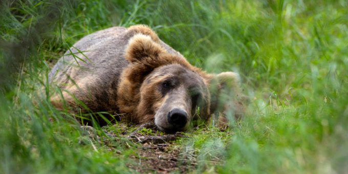 Sospesa uccisione orsa F36: polemiche e ricorso contro abbattimento