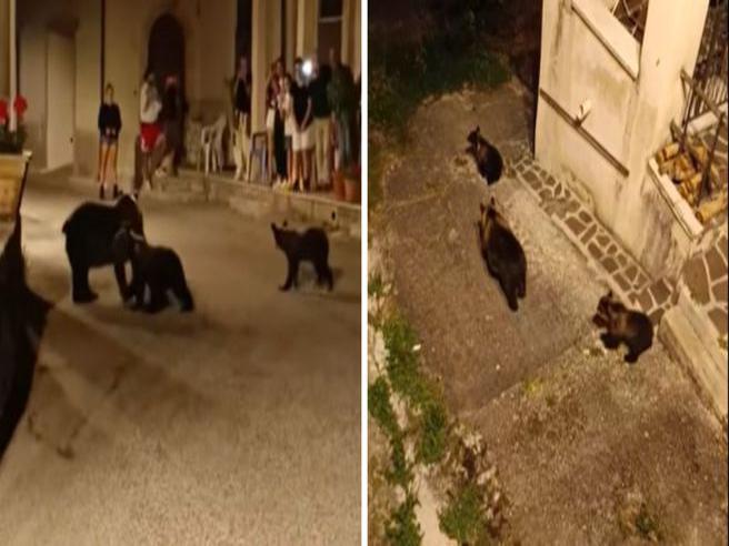 Tragedia in Abruzzo: orsa Amarena uccisa e cuccioli dispersi, reazioni di indignazione e paura