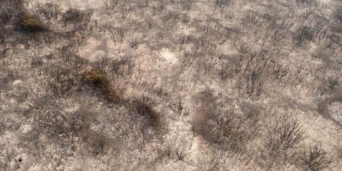 Tragedia in Grecia: 18 corpi carbonizzati trovati in una foresta, possibile coinvolgimento di migranti