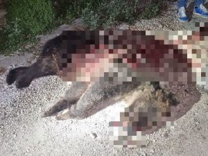 Uccisione di orsa Amarena in Abruzzo scuote il Parco nazionale: preoccupazione per i cuccioli