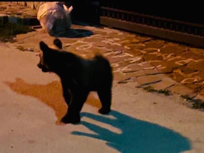 Ucciso l'orso Amarena: Cuori spezzati ma speranza per i cuccioli nell'area protetta