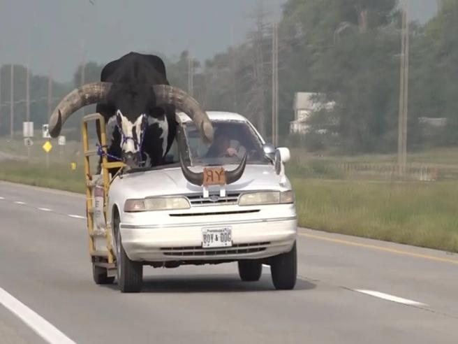 Un uomo sorpreso dalla polizia con un toro nel sedile: incredibile episodio diventa virale