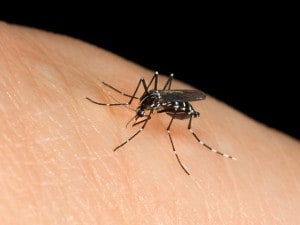 Due nuovi casi di febbre Dengue in Lombardia: monitoraggio e screening per contenere l'epidemia