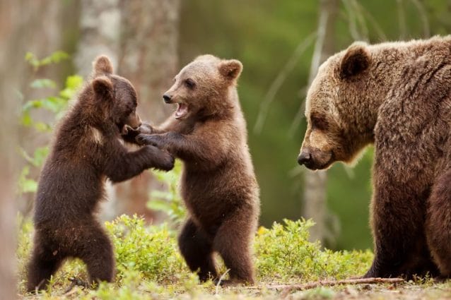 I cuccioli dell'orsa Amarena avvistati nel Parco d'Abruzzo dopo l'uccisione: tensione e preoccupazione