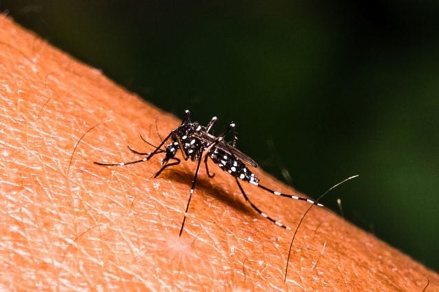 La febbre Dengue in crescita in Italia: 132 casi, Lombardia preoccupata, necessario un piano di controllo
