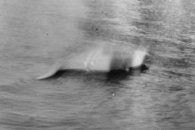 La grande caccia al mostro di Loch Ness: la ricerca del mistero che affascina il mondo
