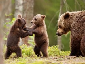 La triste morte dell'orso Amarena: cuccioli individuati ma i tentativi di catturarli ancora falliti