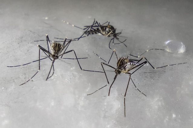 Lombardia: Febe Dengue si diffonde, due nuovi casi a Lodi aumenta preoccupazione e necessità di precauzioni