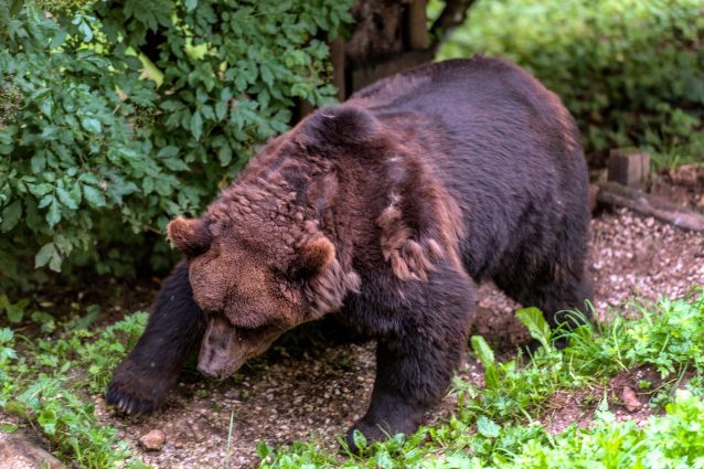 Orsa F36 trovata morta in Trentino: animalisti temono bracconaggio